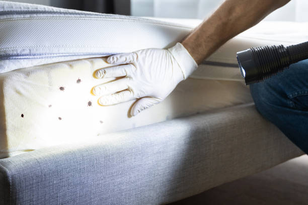 Best Termite Control Services  in Wells, MN